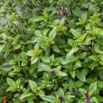 Aromatiques - Basilic Cannelle - face recto